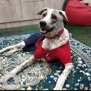 Missing: Black and White Male RAMANATHAPURAM MANDAI DOG Dog from Surapet, Kathirvedu