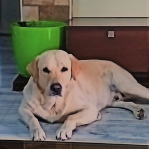 Found: White-Brown Mix Male Labrador retriever Dog from 8-2-14/1, sikhara enclave, apsrtc colony road, champapet Hyderabad 500079