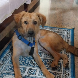 Found: Light Brown Male German Shepard mix Dog from Near kamadhenu hospital, Govinda Raj Nagar, Vijayanagar 2nd stage, Bengaluru 560040