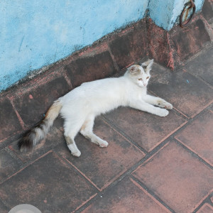 Missing: White-Brown Mix Female Cat Cat from Villivakkam