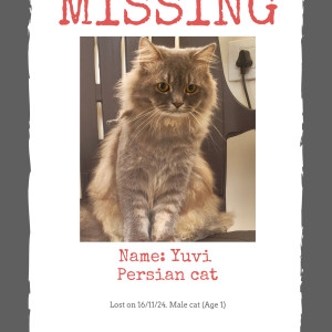 Missing: Grey-White Mix Male Persian Cat from Last seen in