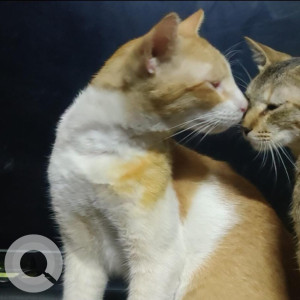 Missing: Orange Male Indian Cat from Near Gurukripa, Sion