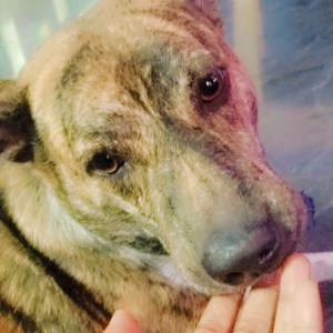 Missing: Black and Brown Male Indie Dog from Maruthinagar, MADIWALA , Bengaluru