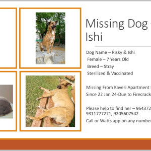 Missing: Brown Female Stray Dog from Vasant Kunj New Delhi
