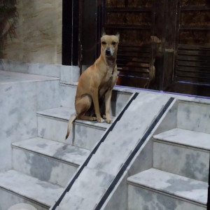 Missing: Brown Male Indie Dog from Pratap vihar -3 kirari near rohini sec 22