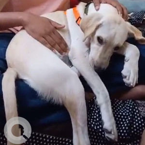 Missing: White and Grey Female Labrador Dog from Near SVRS brundavanam Narayanadri apartment, Saroornagar