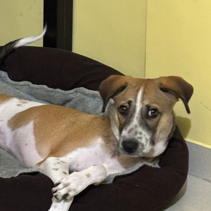 Missing: White-Brown Mix Female Not available Dog from Sector 6 Nerul sarsole