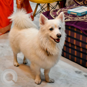 Missing: White Male German Splitz(pomeranian) Dog from Shakuntala Hospital, west sagarpur, Delhi