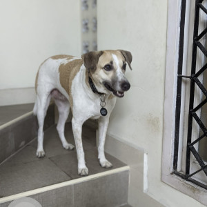 Missing: White-Brown Mix Female Indian Dog from Kamarajnagar, Thiruvanmiyur