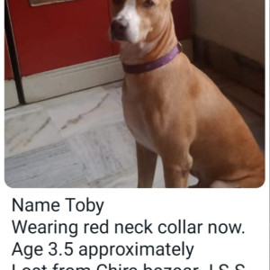 Missing: Brown Male Perriah/street dog Dog from Kalbadevi Area