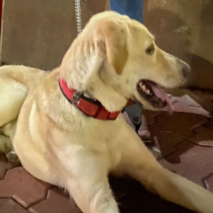 Missing: White-Brown Mix Male Labrador Dog from Mahendra nagar plot 389 binaki layout nagpur