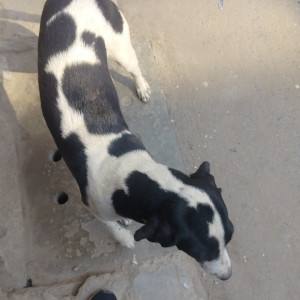 Missing: Black and White Female Indie Dog from J-10 Chanakya Place Part-1 Gali no 36, Near C-1 Janakpuri New Delhi -110059
