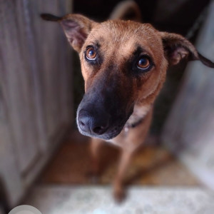 Missing: Black and Brown Male Indi breed Dog from Bijnor road, near Ratan khand