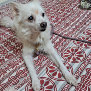 Missing: White Female Pomeranian Dog from Velacheri