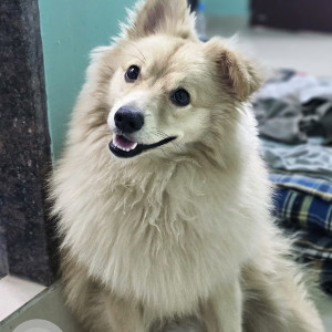 Missing: Golden Male pomerian Dog from indraprastha school, nawada extension