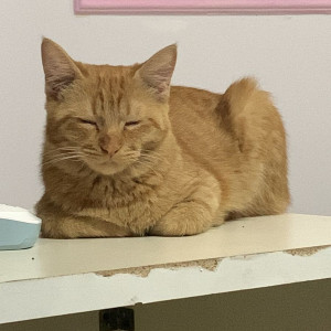 Missing: Orange Male persian Cat from manpada, dosti imperai, solitaire tower