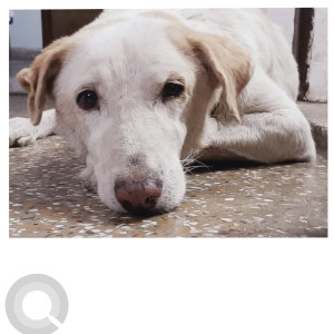 Missing: White-Brown Mix Male Indie Dog from Mukhram Park Extension , Tilak Nagar