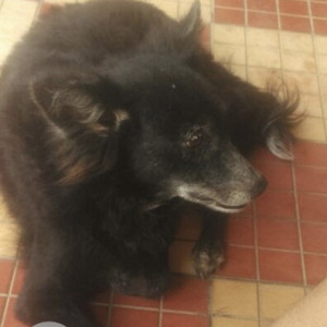 Missing: Black Female Pomeranian Dog from Agaram kovilanchery main road
