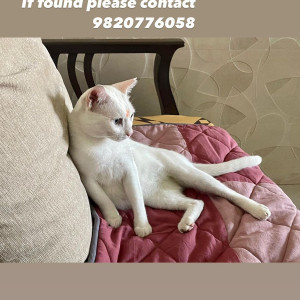 Missing: White Female Indie Cat from Gandhi Nagar, Worli/ Lower Parel