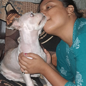 Missing: White Male Shih tzu Dog from wadhawa Ram colony panipat