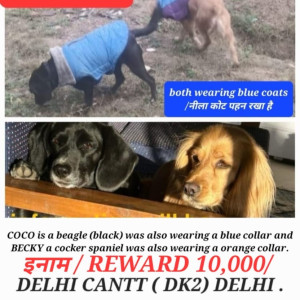 Missing: Golden Female Beagle Dog from Dhaula kauan intersection