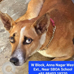 Indie dog is missing from W Block, Anna Nagar West Ext., Near SBOA