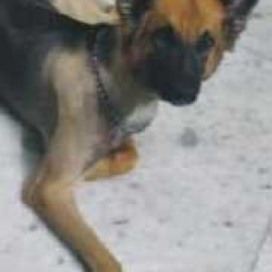 German Shepherd is missing from Nala road sheyad gaon park