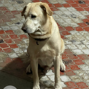 Missing: Brown Male Mix Lab Dog from SRINIVASA NAGAR COLONY, KAPRA, Hyderabad