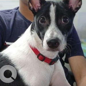 Indie dog is missing from Andheri West