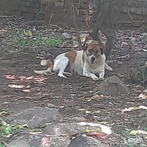 Missing: White-Brown Mix Female Indie other from Mahi-Mandavi Lawn, Jawaharlal Nehru University