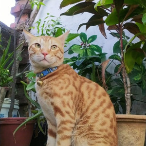 Missing: Orange Male Ginger Cat from 12/A, Narayan Nagar, Sector 11, Indira Nagar