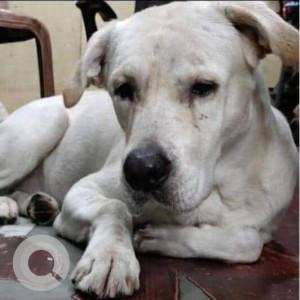 A pet dog is missing from Kurla West