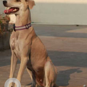 A pet dog is missing from Vanasthalipuram