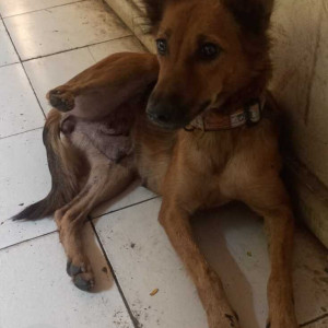 Indie dog is found near Chembur Mahul gaav  Mhada building 17