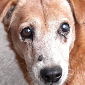 Brownie has been missing  from Venkateshwara Building,16th Road, Chembur