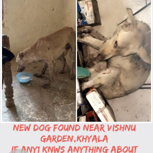 Found: Brown Male Indian Dog from Vishnu garden