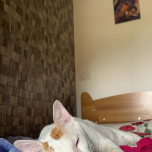 Found: White-Brown Mix Male Indie Cat from Sikkanagar , Near Charni Road , near Ganpati Mandir