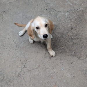 Found: White-Brown Mix Male Golden Retriever Dog from Chinmaya Nagar, Saligramam, Chennai
