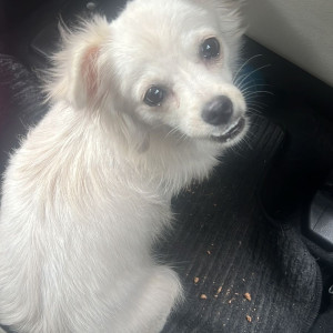 Found: White Female Pomerian Dog from Jagriti enclave