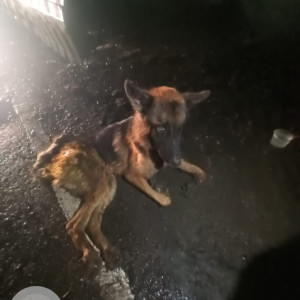 Found: Black and Brown Male German Sheperd Dog from Thiruneermalai