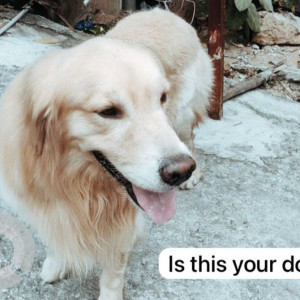 Golden retriever found near Medicover Hospital Hitech City