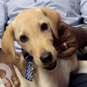 Missing: White-Brown Mix Male Lab Dog from 