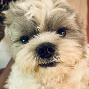 Missing: White-Brown Mix Male Shih Tzu Dog from SSA Road, Cholanayakanahalli, Hebbal, Bengaluru