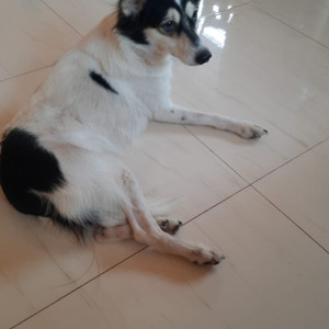 Missing: Black and White Female Indie Dog from Tulshidham Lokpuram