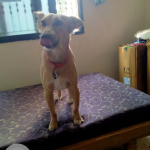 Missing: Light Brown Female Pariha indian dog Dog from Near my home near mahtva  hotel ,mahtva moad, mohan road