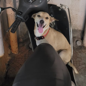 Missing: Light Brown Male Indie Dog from Krishna residency Malad West
