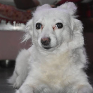 Missing: White Female Pomeranian Dog from South Extension
