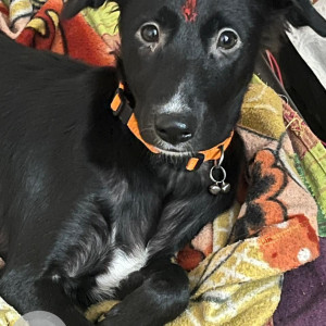 Missing: Black and White Female Indie Dog from Mandoli