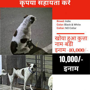 Missing: Black and White Male Indie Dog from Lucknow