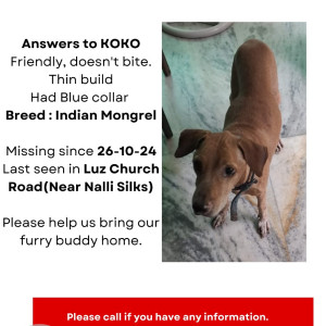 Missing: Light Brown Male Indian mongrel Dog from Mylapore - nalli silks